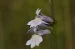 Florida lobelia